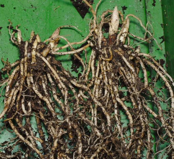 largeflower bellwort